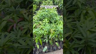 Miyazaki Mango Plant 🌱 Available 7318804349 [upl. by Marylinda]