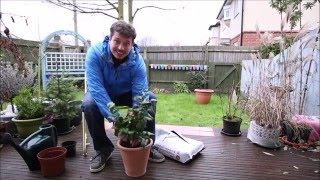 Repotting a Plant Camellia Japonica [upl. by Refannej]