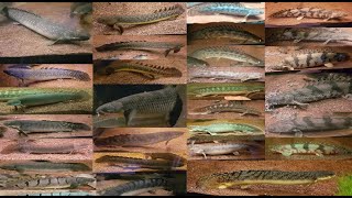 Feeding every BichirPolypterus species [upl. by Auhsot888]