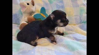 UNE PRINCESSE chiot chihuahua femelle 3 semaines [upl. by Laehcym691]