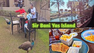 Day 5  Sir Bani Yas Island Vlog Anantara Al Sahel resort in Sir Baniyas Island Abu Dhabi [upl. by Reeta]