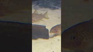 6 Corydoras Species in 60 Seconds [upl. by Yereffej]