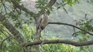 Muncaster Castle  Wild Heron Feeding [upl. by Tanah]