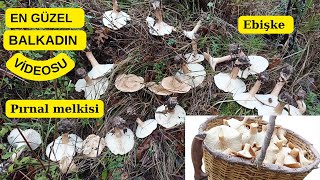 🍄HEM BAL HEM KADIN❤️ En Güzel Balkadın videosu Balkadın Pırnal melkisi Infundibulicybe geotropa [upl. by Aistek266]