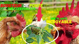 BOOSTER LA PONTE de vos VOLAILLES avec cette PLANTE MIRACLE [upl. by Nelyahs]