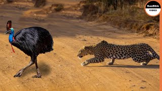 Giant Cassowary Face To Face With Leopard [upl. by Siva]