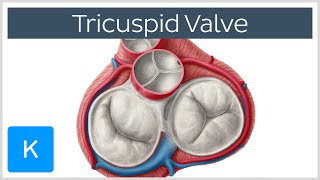 Tricuspid Valve  Cusps Function amp Location  Human Anatomy  Kenhub [upl. by Kiki653]