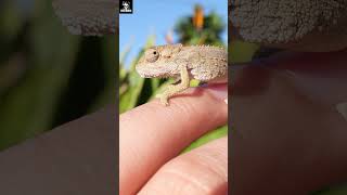 There is A Dwarf Chameleon [upl. by Nations619]