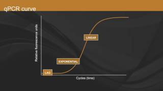 Overview of qPCR [upl. by Beitz256]