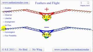 Feather Flight  How do birds fly [upl. by Patnode]