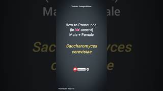 Saccharomyces cerevisiae Pronunciation  Microbiology Pronunciation Guide  Biological Names [upl. by Anelhtak]