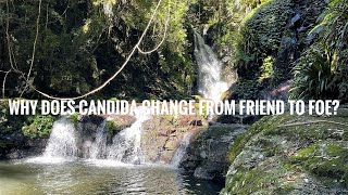 Why Does Candida Change From Friend to Foe [upl. by Resor]