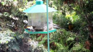 Evening Grosbeaks at my feeder  Kelowna BC [upl. by Gladys]