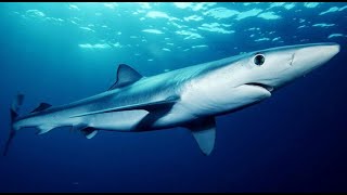 Facts The Blue Shark [upl. by Obla]