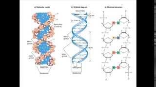 Hydrogen bonding in DNA [upl. by Korwin]