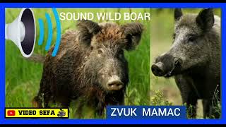 VABILICA DIVLJA SVINJA  VEPRA SOUND WILD BOAR ZVUK MAMAC DIVLJE SVINJE ZOV [upl. by Yrrej]