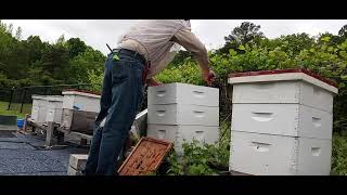 Adding honey supers on beehives 52 degrees right after rain storm Decatur Alabama [upl. by Magner]