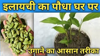 इलायची का पौधा घर पे कैसे उगाएं l How to grow cardamom at home at seeds [upl. by Bendicty]