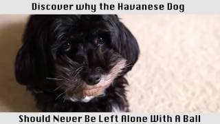 The Havanese Dog  This breed of dog is amazing [upl. by Rebm]