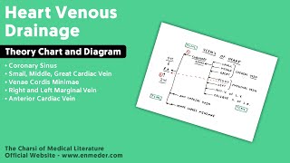 Heart Venous Drainage  Part 1  Coronary Sinus  Thorax Anatomy [upl. by Ormsby]