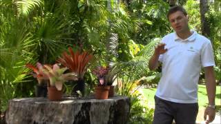 Tank Bromeliads Planta Brutt Video 2 [upl. by Babby]