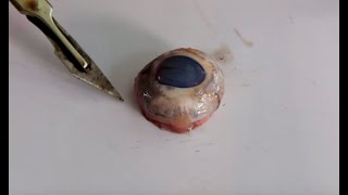 Eye Dissection GCSE A Level Biology NEET Practical Skills [upl. by Diana]