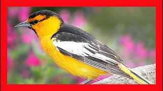 Bullocks Oriole Song Bullocks Oriole Call Bullocks Oriole Sound Bullocks Oriole Singing [upl. by Pesvoh]