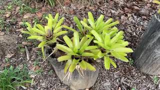 Bromeliads Shade plants [upl. by Rancell]