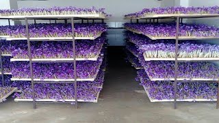 How to Farming Saffron Saffron agriculture processVertical Saffron production [upl. by Cliff]