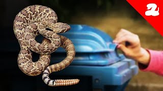 Guy on the Internet Gives Me a Garbage Can Full of Rattlesnakes [upl. by Jaycee]