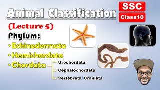 Animal Classification Lecture 5  Echinodermata Hemichordata chordata  Class 10 SSC  state board [upl. by Cerallua]