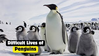 The Challenging World Of Penguins [upl. by Taimi]