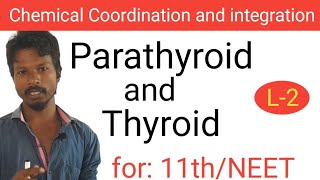 Thyroid and Parathyroid Gland I NEET BIOLOGY I Chemical Coordination and integration I class 11th [upl. by Retniw625]