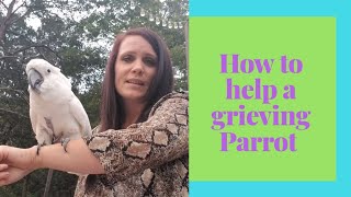 How to help your Parrot grieve over a Human Loved One [upl. by Diraf251]