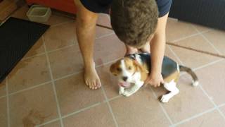 Puppy Sees Owners After 3 Weeks Goes Crazy [upl. by Norita]