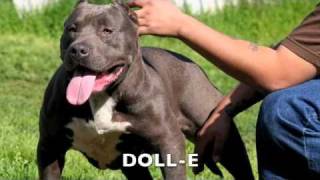 PERROS PROTECTORES PITBULL BULLIES AMERICANOS quotLA MAS ALTA CALIDADquotBLUE LINE KENNELS [upl. by Ludwigg374]