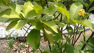 Lady Of The Night Plant Brunfelsia Americana Linn [upl. by Shutz]