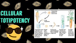 Cellular Totipotency plant biotechnology 😎 [upl. by Domel]