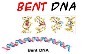 DNA structure  Bent DNA [upl. by Ttesil]