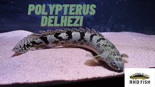 Polypterus Profile  DelheziBanded Bichir Ikan Palmas Delhezi [upl. by Shreeves]