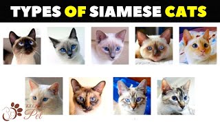 Siamese Cat Varieties How Many Types of Siamese Cats Are There [upl. by Nitsud432]