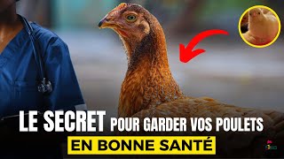 TOP SECRET  PROPHYLAXIE MEDICALE des Poulets Goliaths pour une VIANDE SAINE [upl. by Llekram]