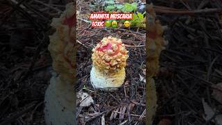 Mushroom ASMR Fly Agaric Amanita muscaria and King Bolete Boletus edulis indicator species [upl. by Tomchay343]