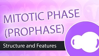 Steps of Mitosis Prophase [upl. by Asilim414]