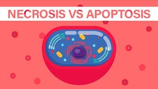 What is Necrosis vs What is Apoptosis [upl. by Ollayos]