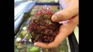 Why study Red Algae [upl. by Rolan]