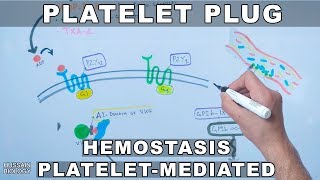 Platelet Plug Formation  Platelet Mediated Hemostasis [upl. by Hsot]