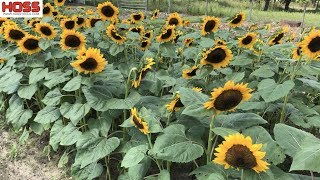 The EASY Way to Plant Rows of SUNFLOWERS [upl. by Reamonn236]