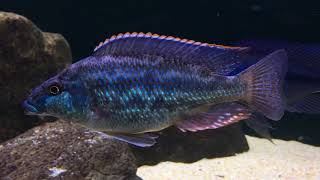 Nimbochromis linni [upl. by Wasson]