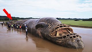 Esta Nova Descoberta Aterrorizante na Selva Amazônica Assustou Os CIENTISTAS [upl. by Nitaf]